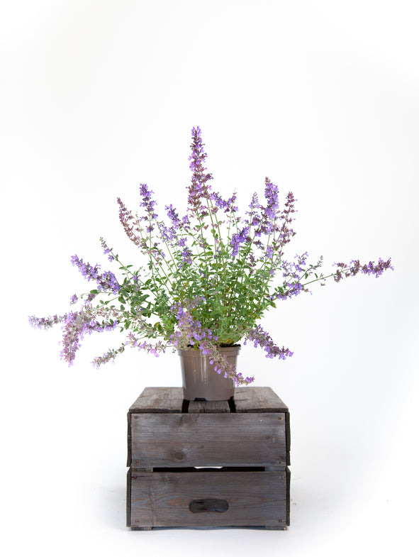 Catmint in full boom.